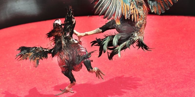 Lý do cần biết cách nuôi gà đá chân mạnh