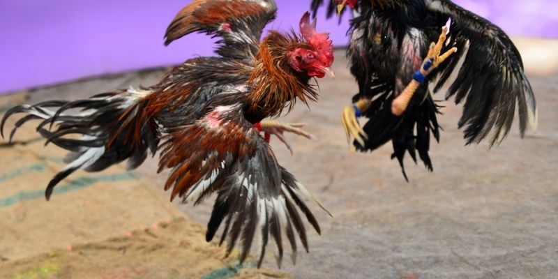 Nên luyện tập đều đặn mỗi buổi sáng