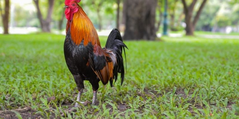 Lý do dân cược cần biết luật đá gà chính xác