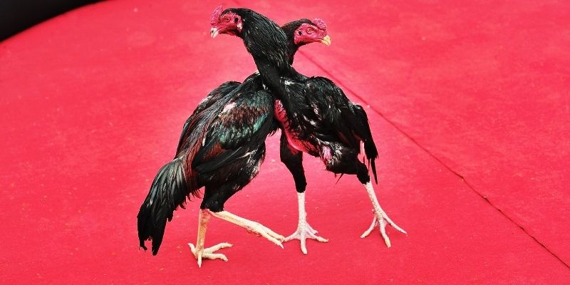 Khi cỡ cựa cần tuân thủ quy định