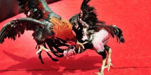 Cách Nuôi Gà Đá Chân Mạnh - Bí Quyết Xương Máu Từ MB66