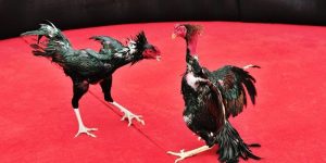 Địa Chỉ Trường Gà Thomo - Điểm Hẹn Dành Cho Dân Cược MB66