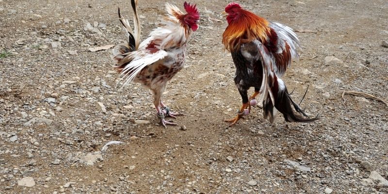 Địa chỉ trường gà Thomo chuẩn