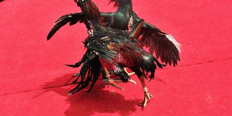 Khung chat nhận được hơn 1000 lượt nhắn mỗi ngày