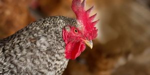 Luật Đá Gà - Cập Nhật Thông Tin Chuẩn Mới Nhất Cùng MB66