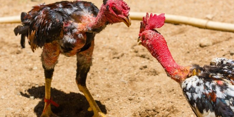 Đánh giá khách quan từ góc nhìn khách hàng đối với sảnh đá gà MB66